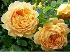 Роза английская 