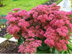 Очиток видный 