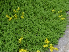 Очиток едкий (Контейнер 1,5л.) Очиток едкий (Контейнер 1,5л.)