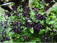 Клематис крупноцветковый 