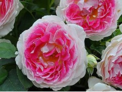 Роза чайно-гибридная 