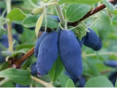 Жимолость Жимолость