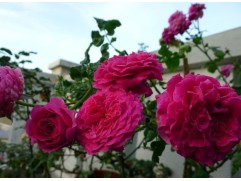 Роза английская 