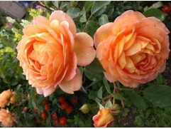 Роза английская 