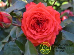 Роза английская 