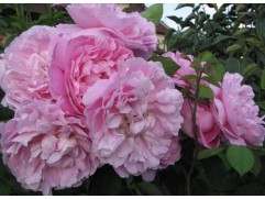 Роза английская 