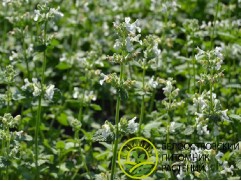 Котовник Фассена 