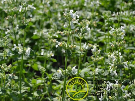 Котовник Фассена 