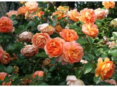 Роза английская 