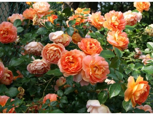 Роза английская Роза английская