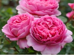 Роза английская 