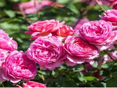 Роза английская 