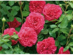 Роза английская 