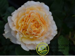 Роза чайно-гибридная 