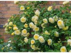 Роза английская 