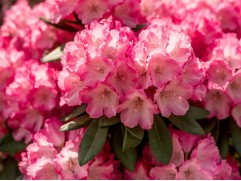 Рододендрон гибридный Рододендрон гибридный