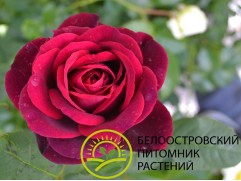 Роза английская 