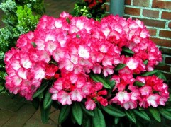 Рододендрон гибридный 