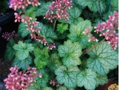 Гейхера гибридная  
