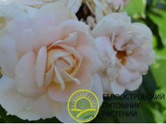 Роза английская 