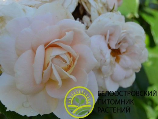 Роза английская Роза английская