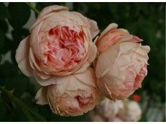 Роза английская 