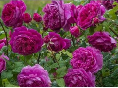 Роза английская 