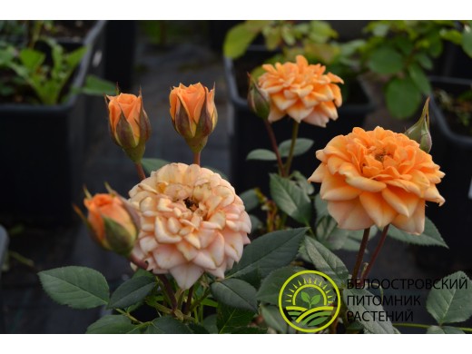 Роза миниатюрная Роза миниатюрная