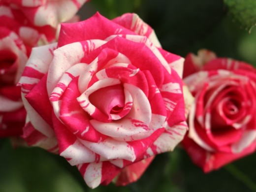 Роза миниатюрная 