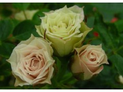 Роза миниатюрная Роза миниатюрная