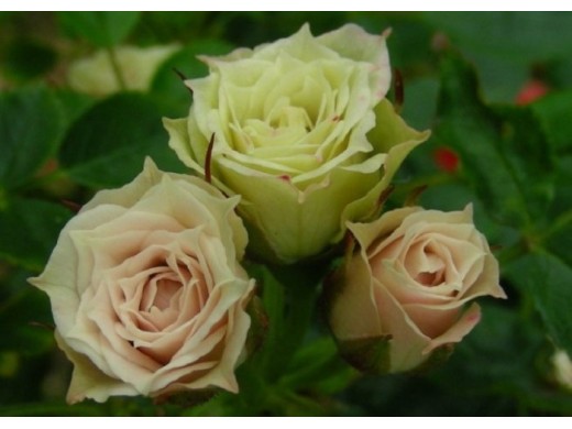 Роза миниатюрная Роза миниатюрная