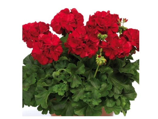 Пеларгония зональная Пеларгония зональная