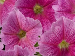 Петуния крупноцветковая 