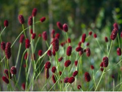 Кровохлебка лекарственная 