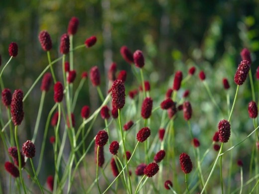 Кровохлебка лекарственная Кровохлебка лекарственная