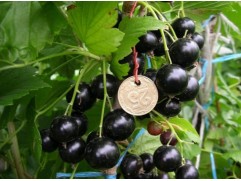 Смородина черная 