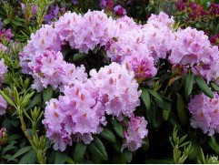 Рододендрон гибридный 