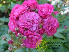 Роза мускусная 