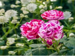 Роза плетистая 