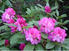 Рододендрон гибридный 