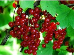 Смородина красная 
