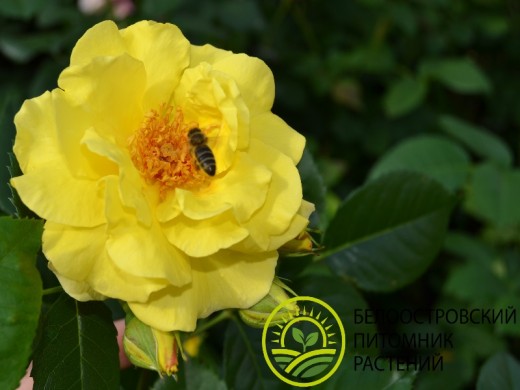 Роза плетистая Роза плетистая