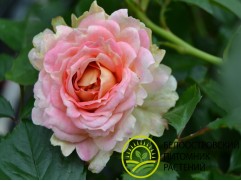 Роза плетистая Роза плетистая