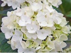 Гортензия крупнолистная 