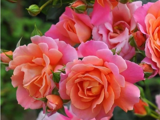 Роза шраб Роза шраб