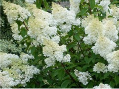 Гортензия метельчатая 
