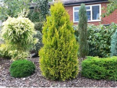 Туя складчатая 