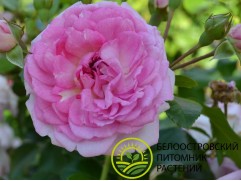 Роза плетистая Роза плетистая