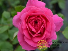 Роза плетистая Роза плетистая