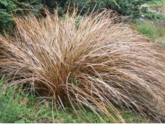 Осока власовидная 